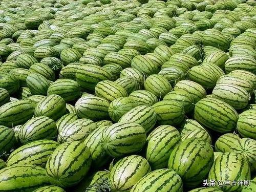 黑吃瓜每日必吃大瓜